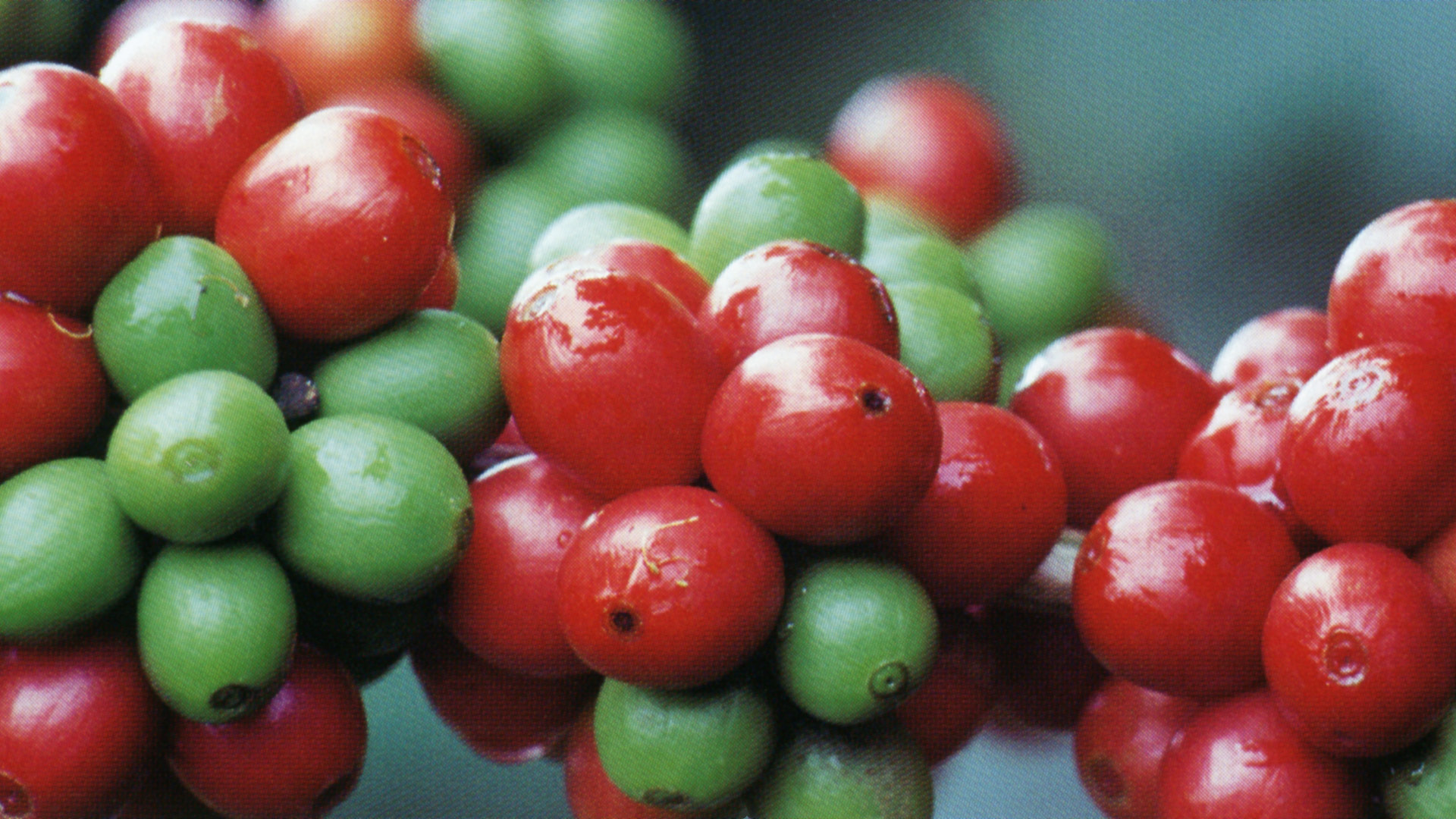 The coffee fruit containing the beans.