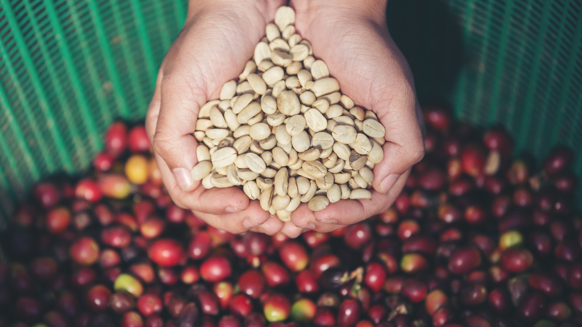 L'ocratossina può contaminare le piantagioni e svilupparsi quando il caffè è ancora umido. Viene tuttavia pressoché annullata con i processi di torrefazione, venendo degradata dalle alte temperature della tostatura del chicco del caffè.