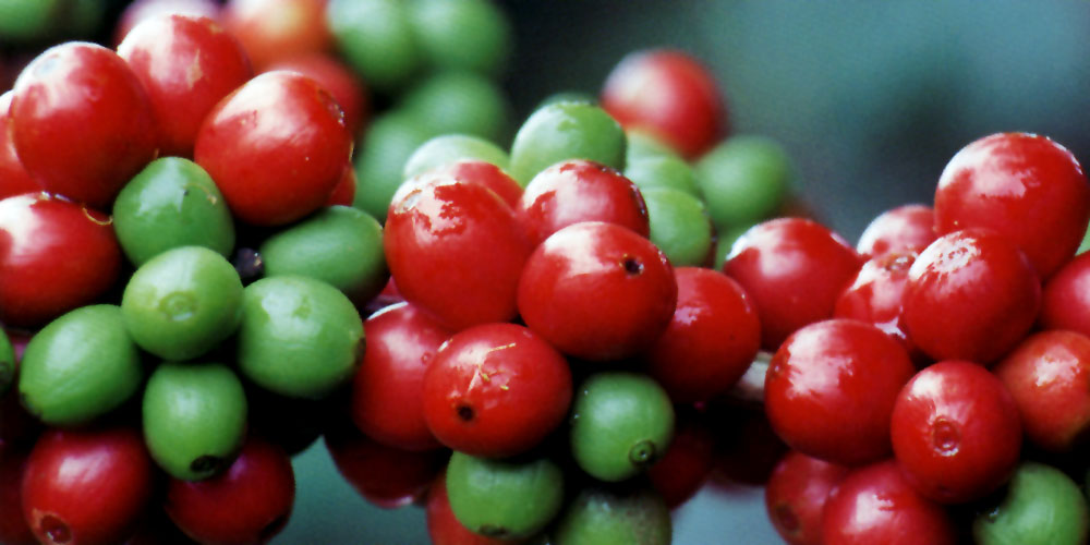 Drupes de la variété Catuaí Vermelho, arbre Arabica au Brésil