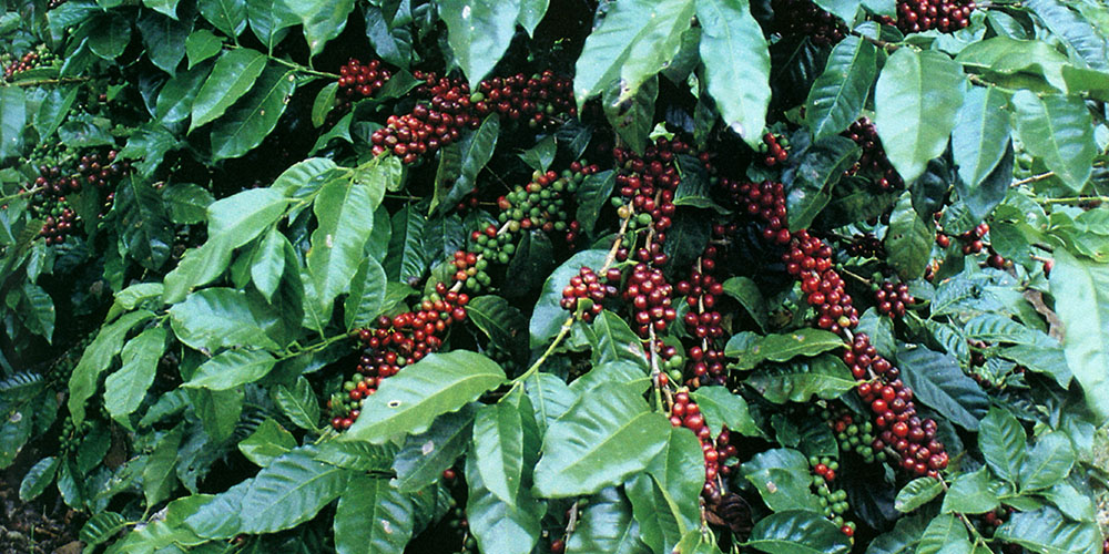 Pianta adulta di caffè in frutto della varietà Catimor nella regione Matagalpa del Nicaragua