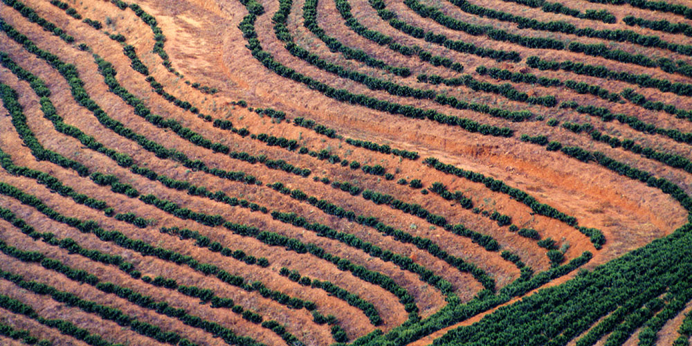 Junge Kaffeeplantage in Brasilien